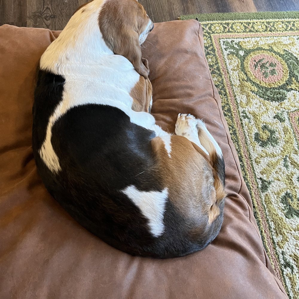 Sjaak, de hond van de zaak, ligt opgerold te slapen op een kussen